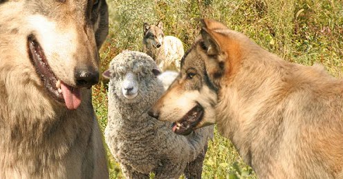 Menjadi Domba Ditengah Serigala Lusius Sinurat