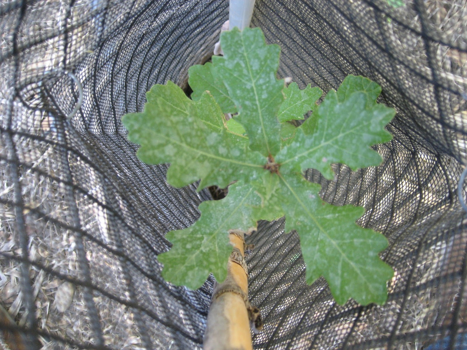PLANTAR CIENTOS DE ARBOLES: MI ARBORETUM