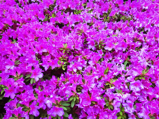 5月の花,花壇,東中野〈著作権フリー無料画像〉Free Stock Photos