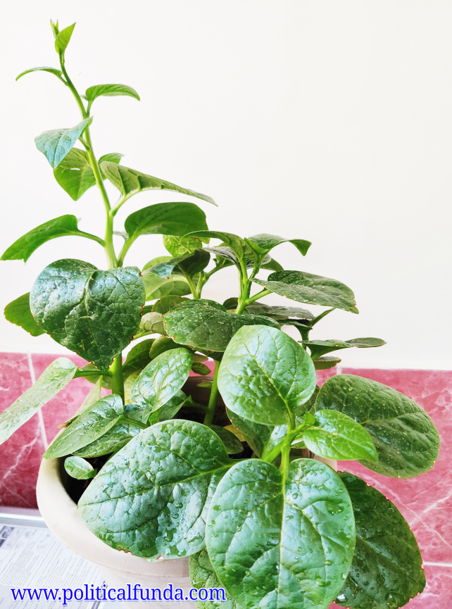Malabar Spinach Health Benefits & Nutrition value