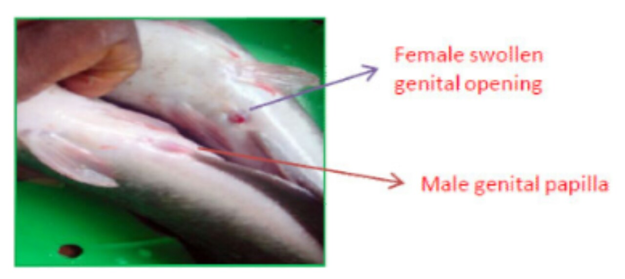 How To Start Fish Hatchery And Fingerlings Production Business In Nigeria
