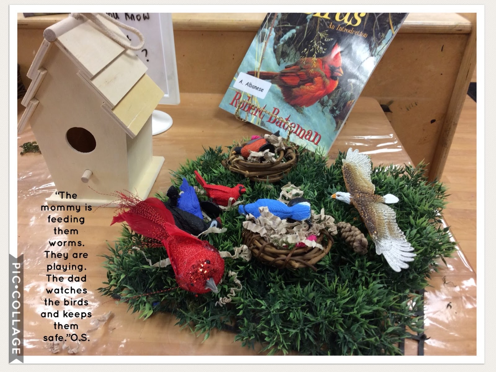 Our Bird Inquiry Mrs. Albanese's Kindergarten Class