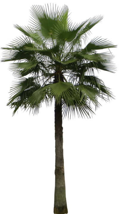 Tropical Plant Pictures: Washingtonia Robusta (Mexican Fan Palm)
