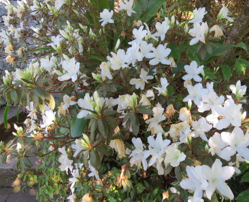 -neuer Gartentraum- Fotoblog