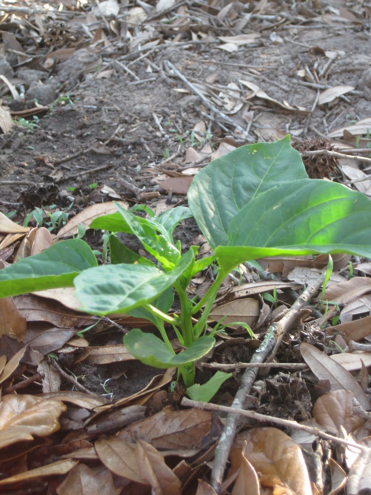 Zone 9 Gardening Blog Gold Nugget tomatoes; greenbeans, Matt's Wild