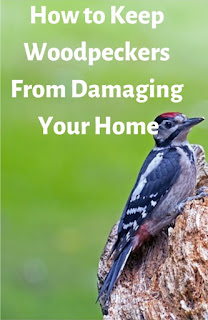 Garden and Yard: How to Keep Woodpeckers From Damaging Your House