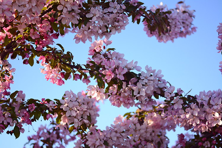 Spring | My Darling Days Spring | My Darling Days