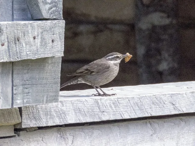 Birds of Patagonia: seaside cinclodes with a bit of food in its mouth near Punta Arenas Chile