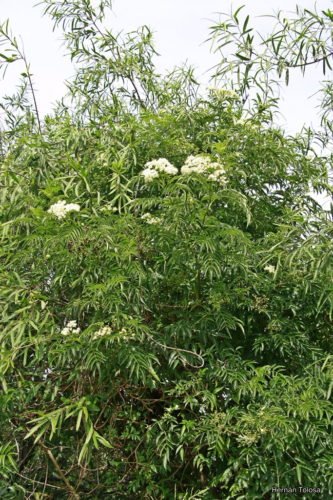 Flora Bonaerense Sauco Sambucus Australis