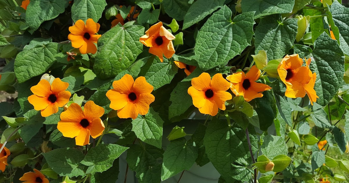 HOW TO GROW THE BLACKEYED SUSAN VINE Thunbergia alata The Garden of