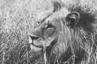 Lion Images Lion Images