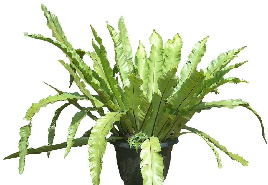 Tropical Plant Pictures: Asplenium nidus