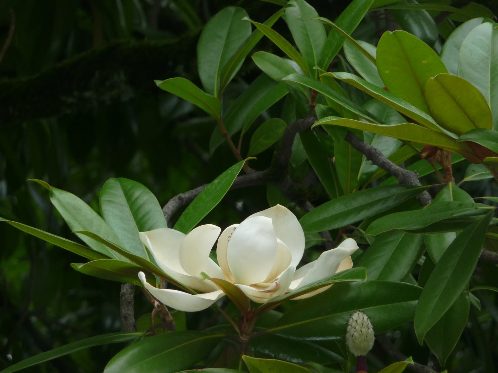 Растительность абхазии картинки и названия