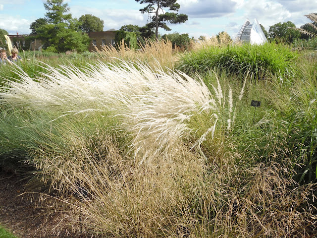 ogród traw, grass garden