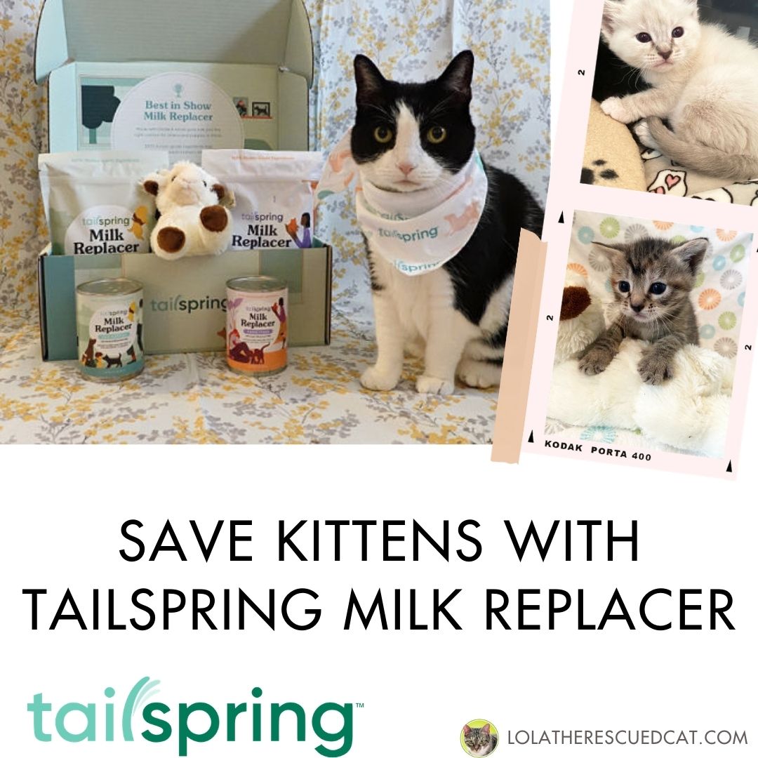 Save Kittens With Tailspring Milk Replacer Lola The Rescued Cat