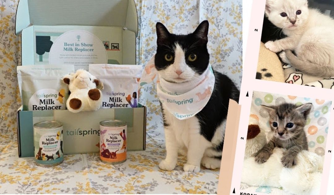 Save Kittens With Tailspring Milk Replacer Lola The Rescued Cat