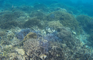 Pulau Siaba Besar. Parque Nacional de Komodo, Indonesia. Pulau Siaba Besar. Parque Nacional de Komodo, Indonesia.