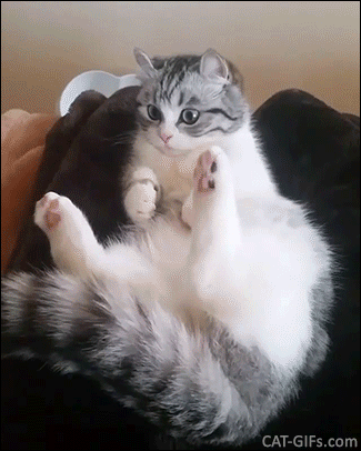 Funny Cat GIF • Gotcha! When your playful cat attacks his own huge fluffy fuzzy tail Funny Cat GIF • Gotcha! When your playful cat attacks his own huge fluffy fuzzy tail