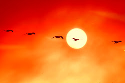 sun birds flying moon setting nature shot photograph byland steve geese bonus sort snow