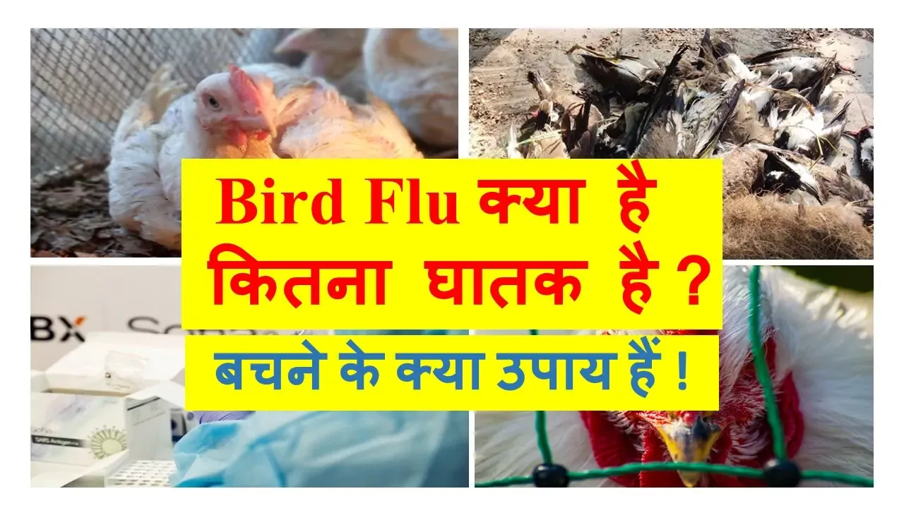Bird Flu Kya Hai कितना Deadly है