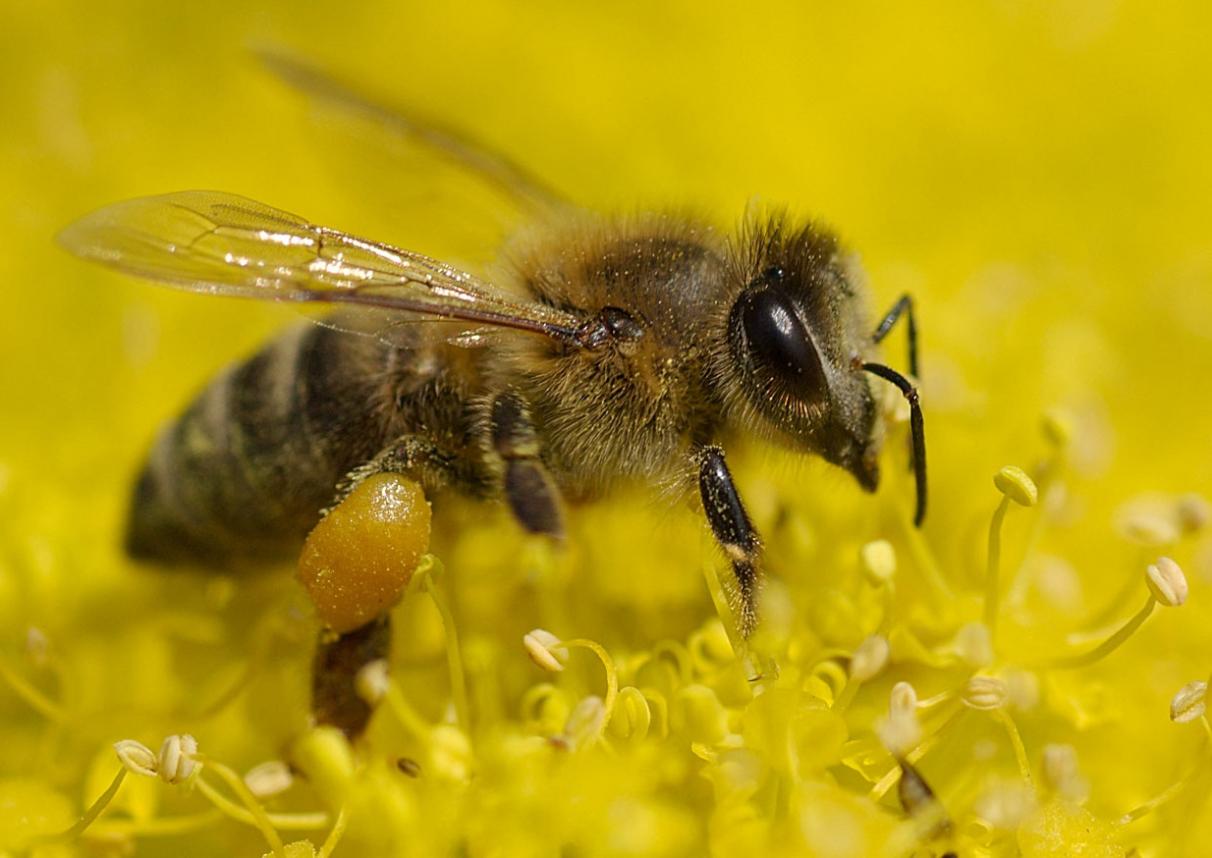 Bee Cute Wallpapers 4