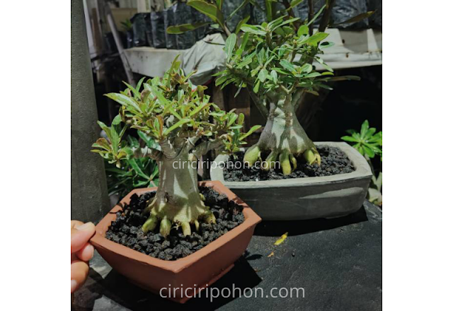 Ciri Ciri Pohon Bonsai Adenium