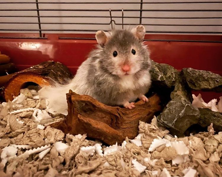 Is Hamster a Good Pet for Kids?