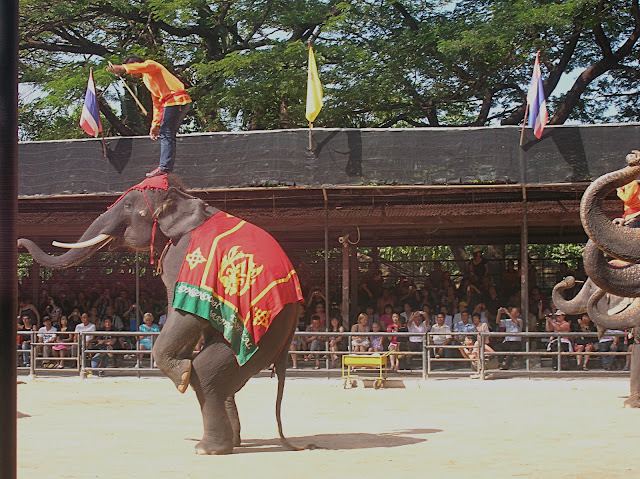 Слоны в Таиланде (Elephants in Thailand)