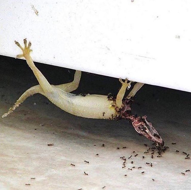 dead lizard eaten by ants