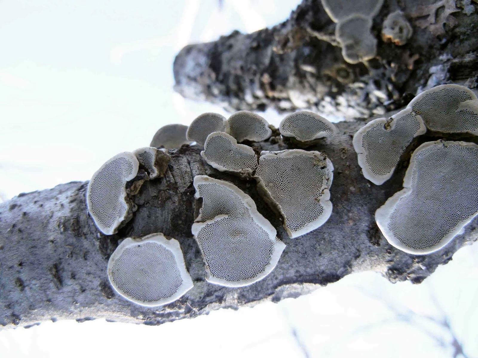 Pore surface of Datroniella scutellata