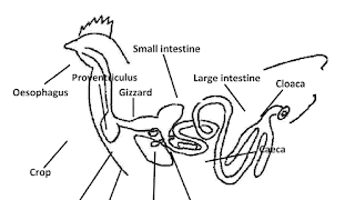 Digestive System Of A Chicken - Chicken Choices