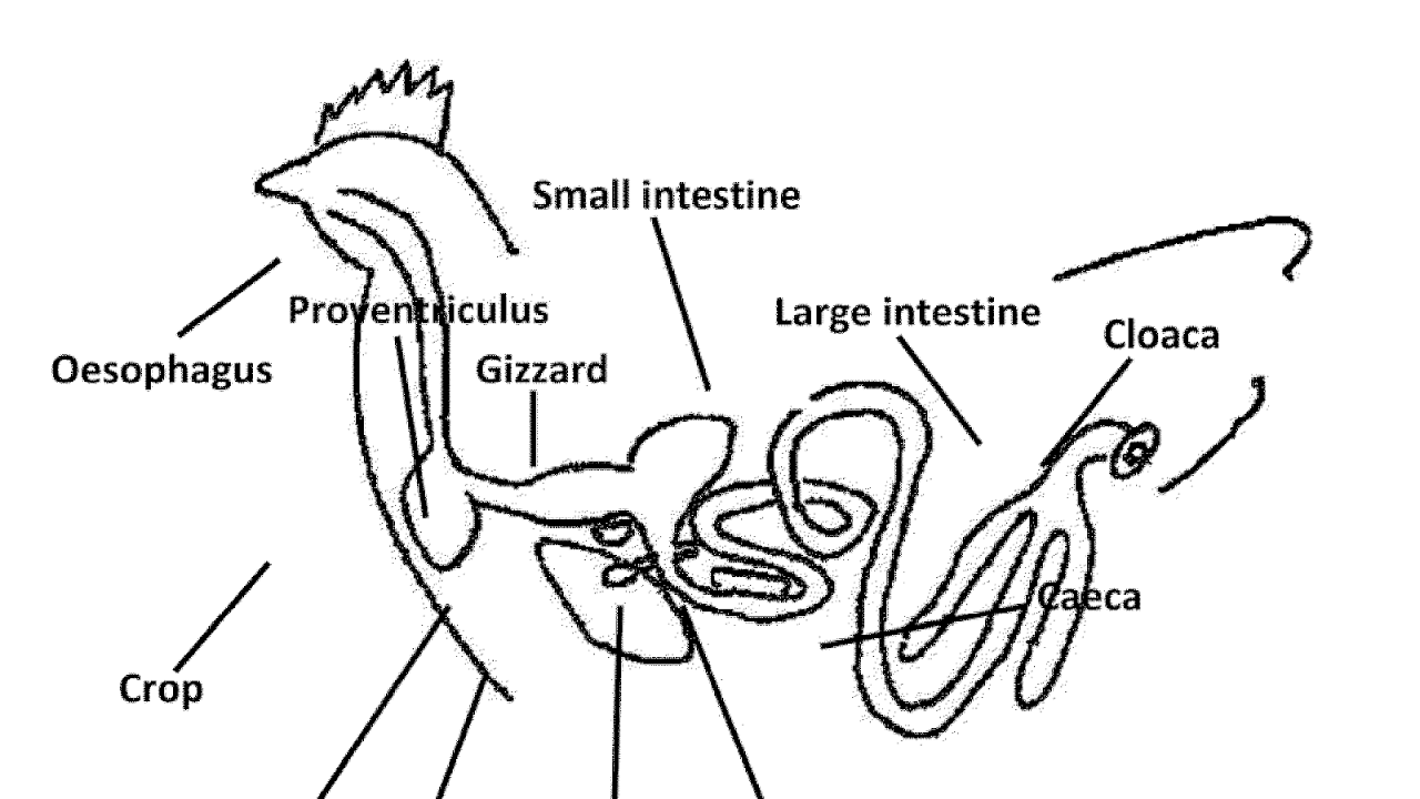 Digestive System Of A Chicken Chicken Choices