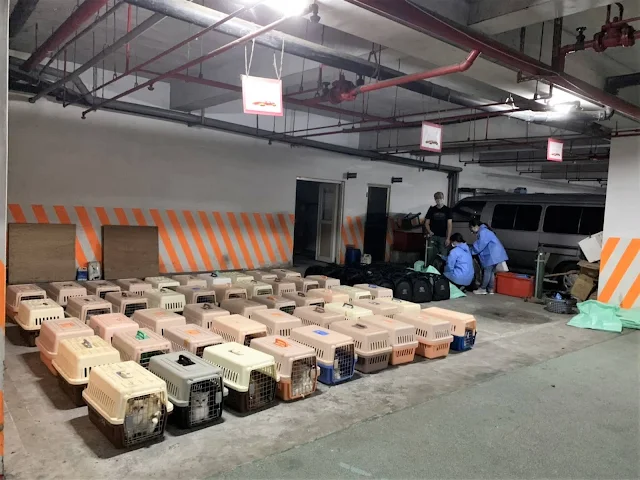 154 purebred cats smuggled from China to Taiwan by sea have been put down