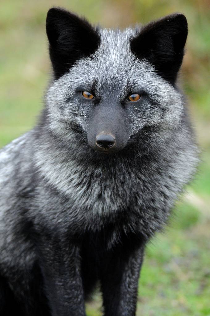 Galeri Padaherang: silver fox 'very rare' silver fox found in cheshire ...