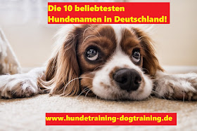 Tierheim News Archive Freundeskreis Brunopet Tierschutz In