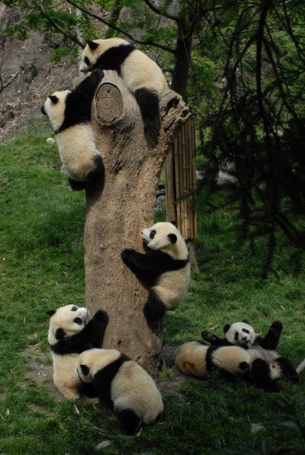 Oso Panda Es Carnivoro Herbivoro O Omnivoro