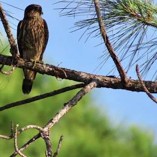 Falco columbarius - Merlin on branch of pine tree