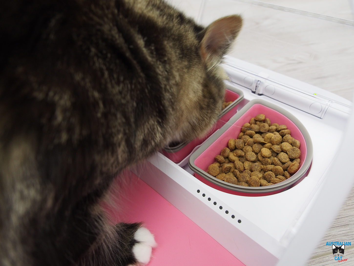 surefeed cat feeder manual