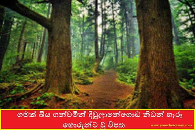 ගමක් බිය ගන්වමින් දිවුලානේගොඩ නිධන් හෑරූ හොරුන්ට වූ විපත (Diulangoda Case) - Your Choice Way