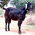 Mehsana Goat Characteristics & Farming Information