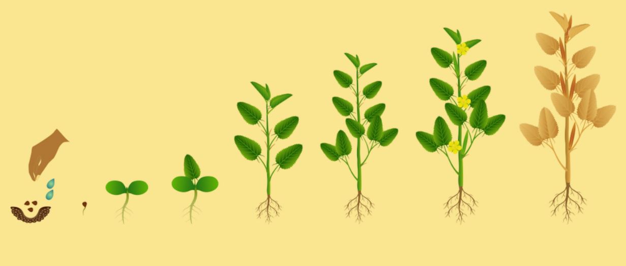 Jute The golden fibre How it is cultivated [Images] Textile Apex