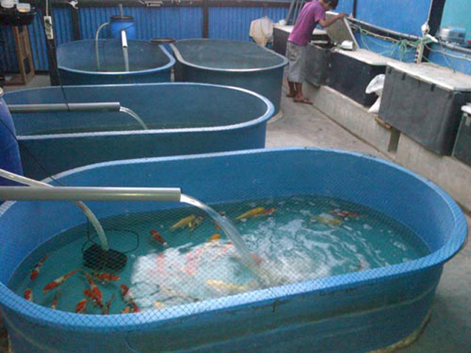 Jual Kolam Ikan Fiber: September 2015