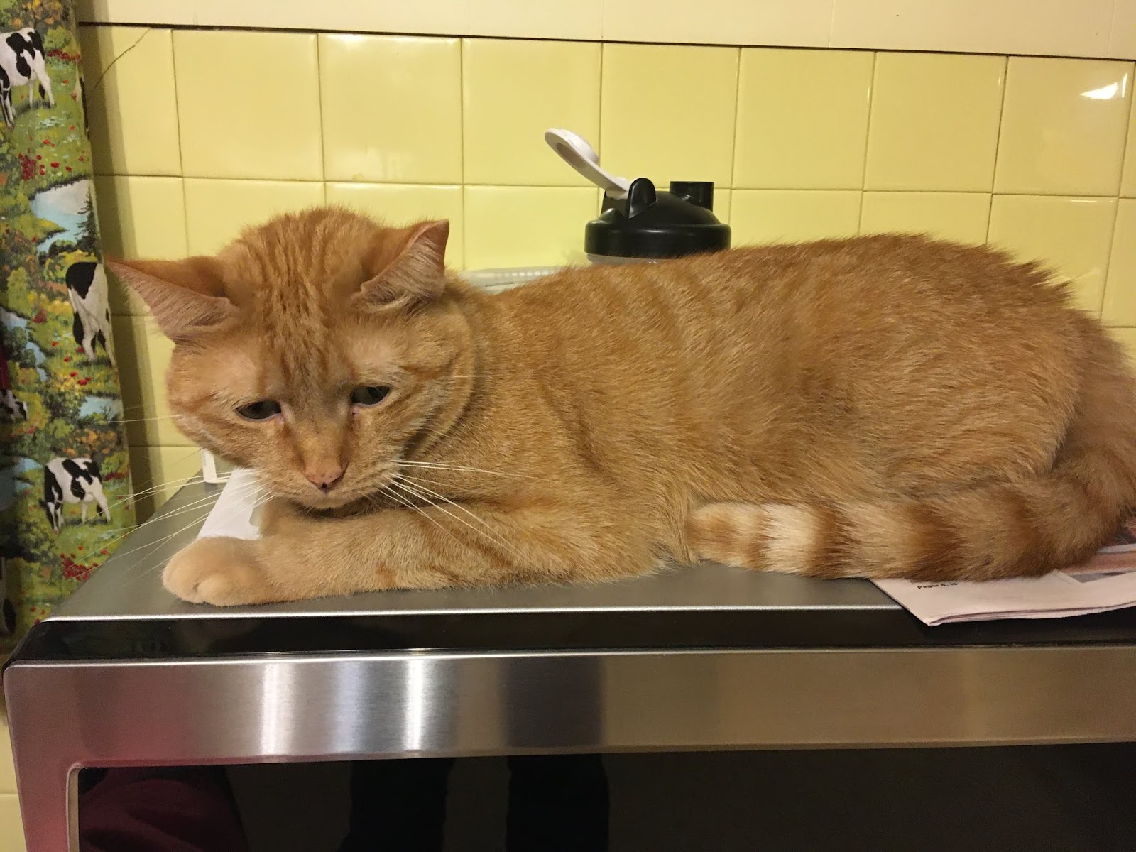 It's all about the cats! Microwave warms