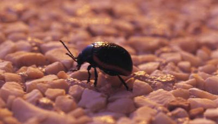 معلومات عن حشرة الخنفساء Coleoptera Beetles