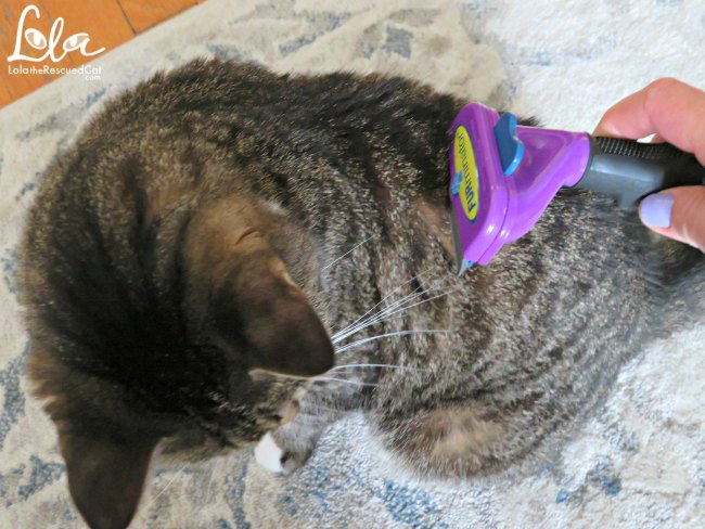 5 ways to keep your cat cool