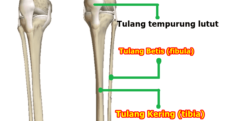 Perbedaan Tulang Kering Dan Tulang Betis Beserta Gambar Bedapedia Com