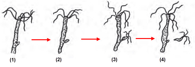 c. Fragmentasi