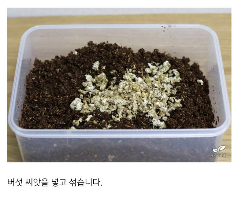 요즘 불교 굿즈 수준집에서 버섯 키우기 - 짤티비