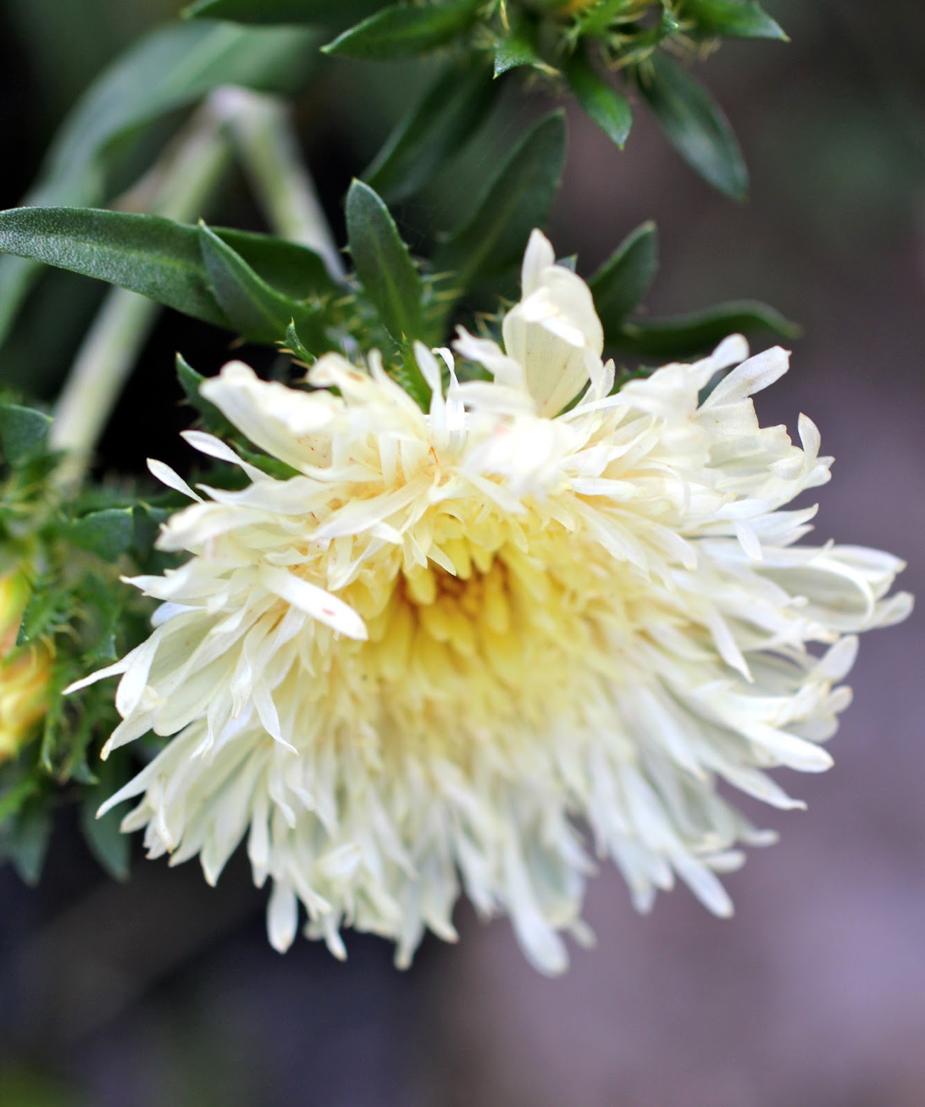 Florez Nursery: Stokesia laevis &lsquo;Mary Gregory&rsquo;