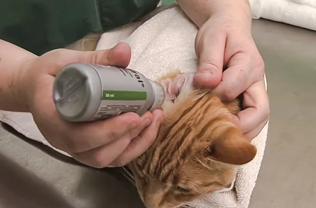 Cleaning a cat's ears